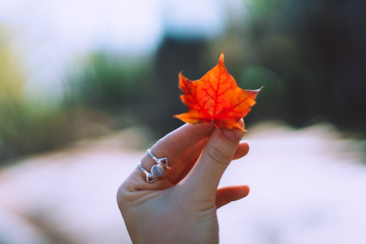 A close-up of a bride-to-be’s hand, holding a stunning orange autumn leaf.