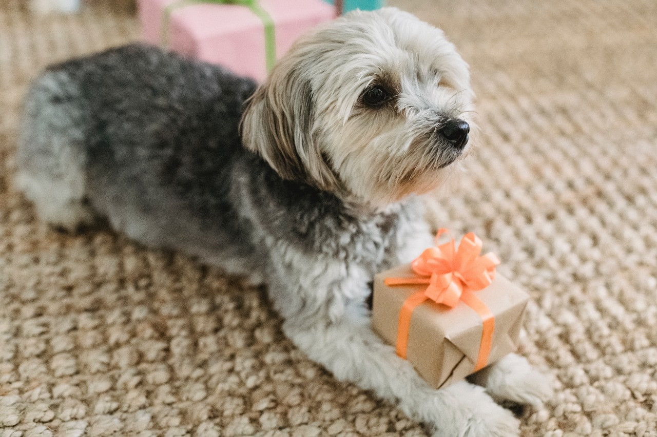 Gift Delivery by Pet
